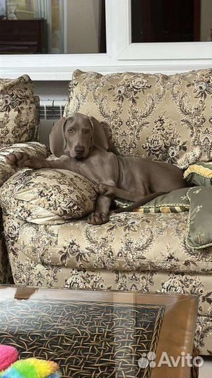 Веймаранер