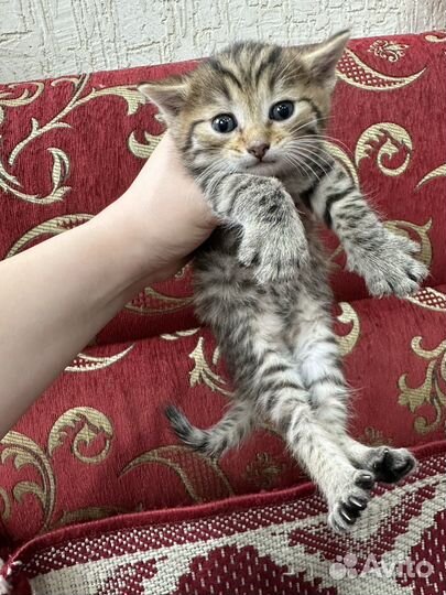 Котята бесплатно