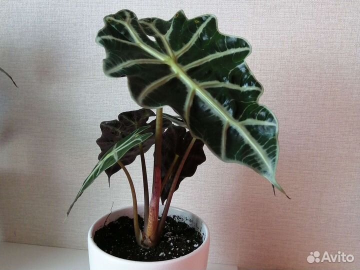 Клубни алоказии Полли, Блэк Вельвет