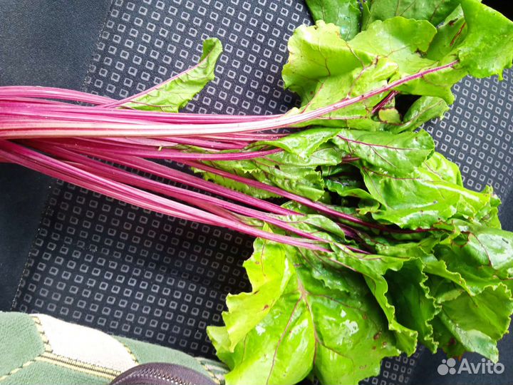 Рассада перца, томата, усы виктории