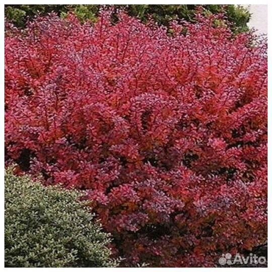 Саженцы барбариса красного и желтого