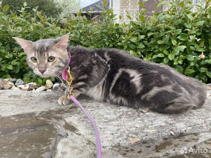 Чаузи ф2 кошечка Малика