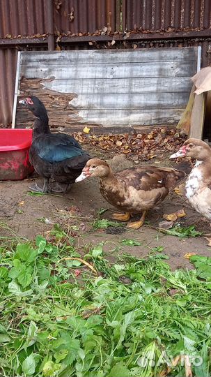 Мускусные утки индоутки индоутята