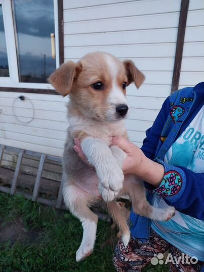 Щенок в добрые руки