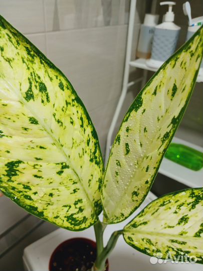 Комнатные растения цветы разновидности