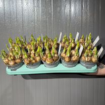 Луковичные Нарциссы