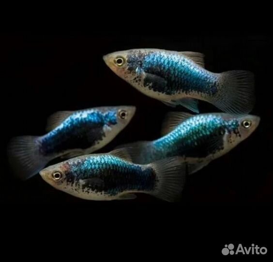 Аквариумные рыбки и растения