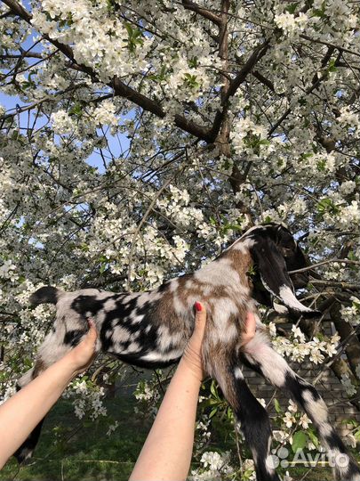 Англо нубийские козы