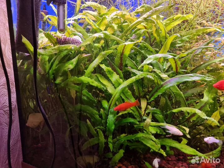 Криптокорина нури кустик