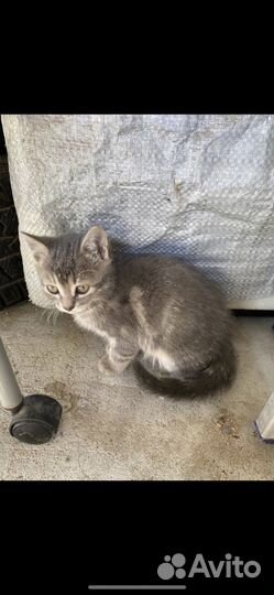 Кошка