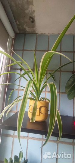 Хлорофитум