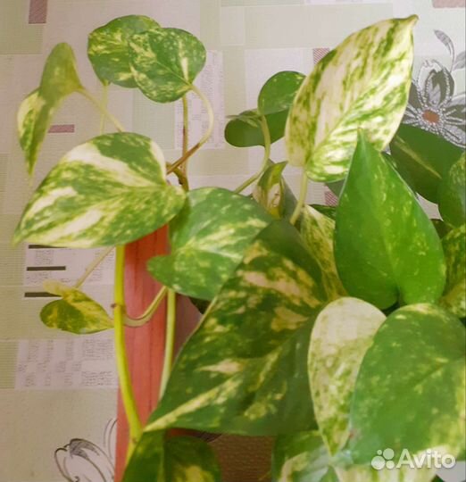 Сциндапсус