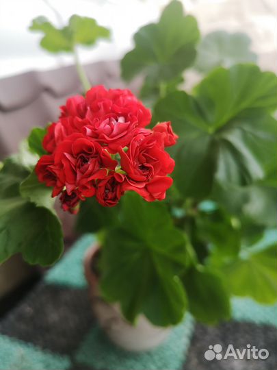 Герань пеларгония