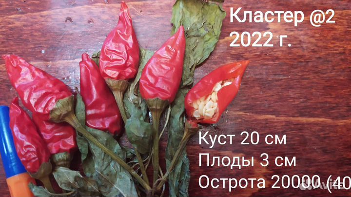 Семена Острый перец новинки 2022
