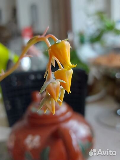 Эхеверия, крассула