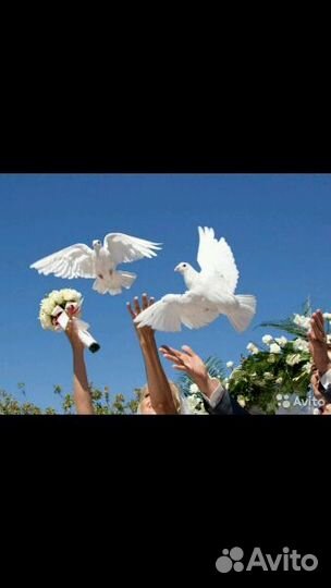 Голуби на свадьбу и торжества
