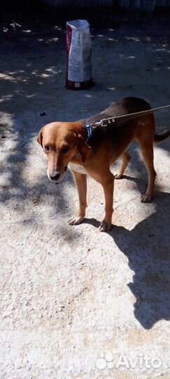 Собака ищет дом