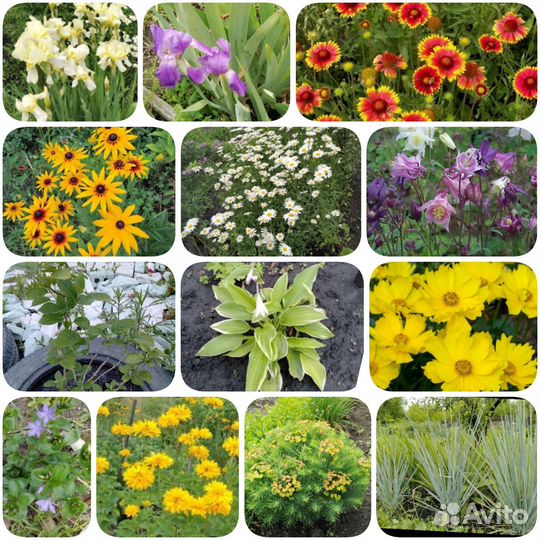 Многолетники садовые#1