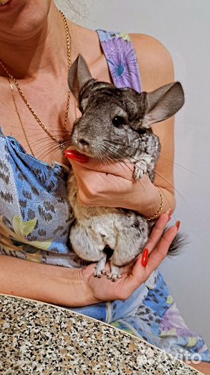 Шиншилла