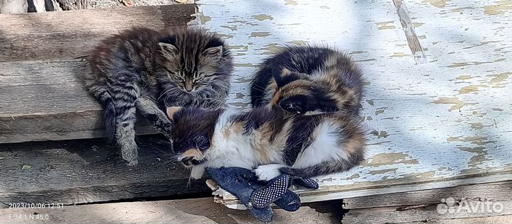 Кошка в дар бесплатно