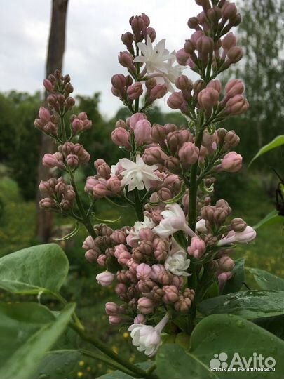 Сирень Красавица Москвы