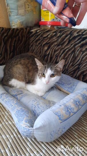 Котенок 8 месяцев девочка
