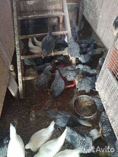 Курочки доминанты