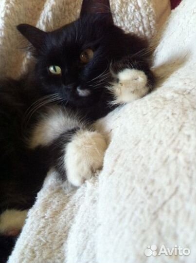 Монифа в ответственные руки