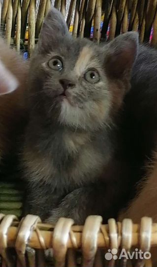 Очаровательные котята