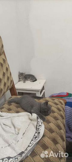 Кошечка в добрые руки