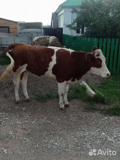 Продам тëлку