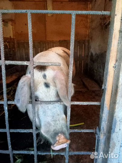 Услуги хряка