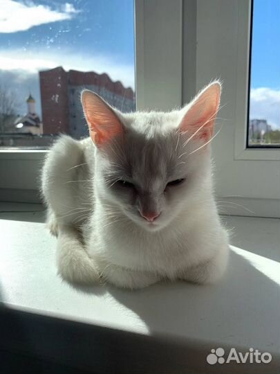 Белая кошка