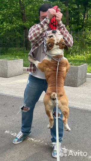 Английский бульдог вязка