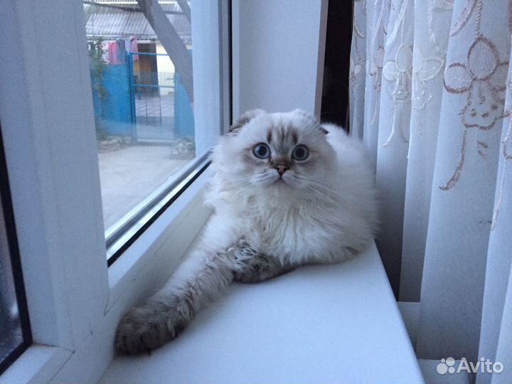 Хайленд фолды, хайленд страйты