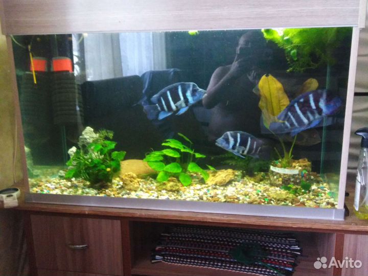 Аквариум 304л