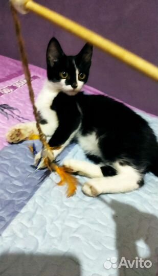 Отдам котенка бесплатно