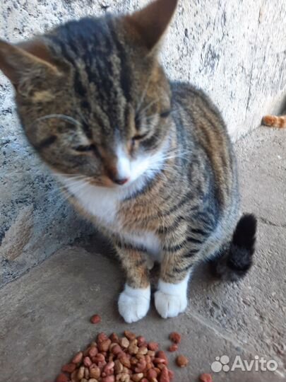 Кошки в добрые руки