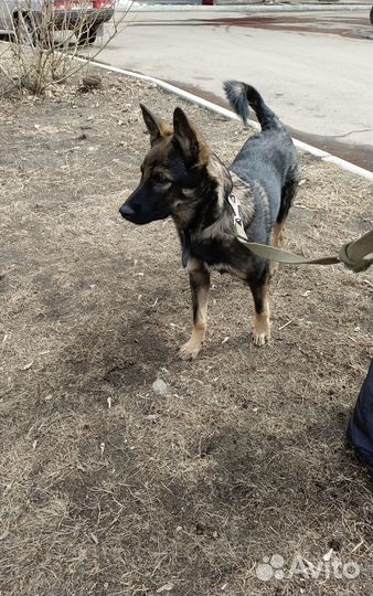 Щенок мальчик в добрые руки