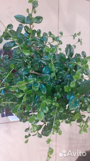 Кармона (чайное дерево) бонсайв керамике