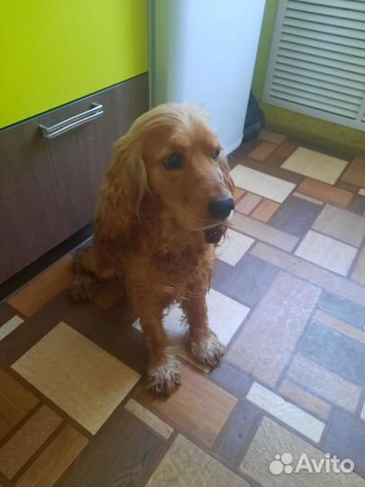 Кокер спаниель