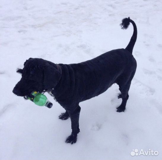 Грумер. Стрижка собак и кошек