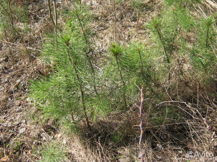Саженцы сосны обыкновенной
