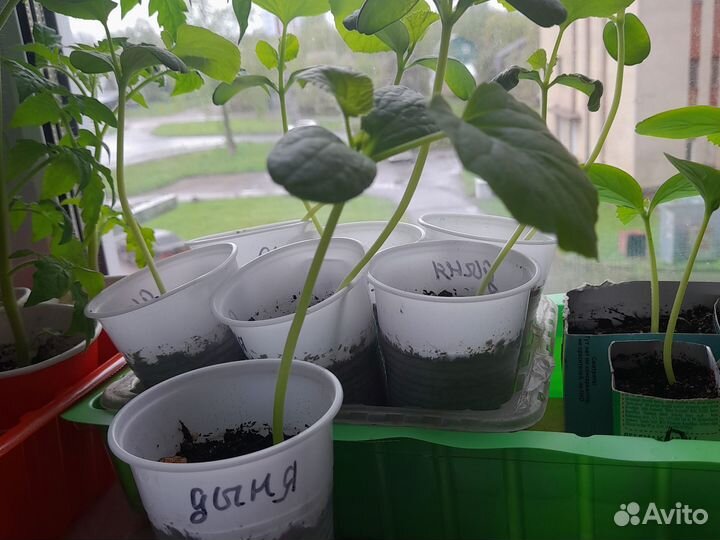 Рассада огурцов