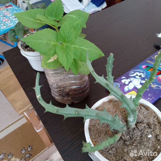 Каланхоэ лечебный