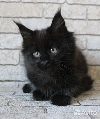 Котята мейн-кун черный