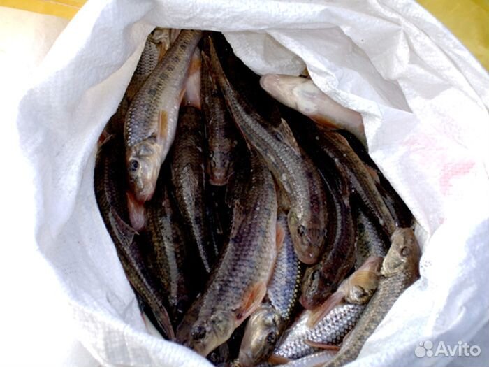 Сушеная Вяленая Рыбка (Тамбовская)