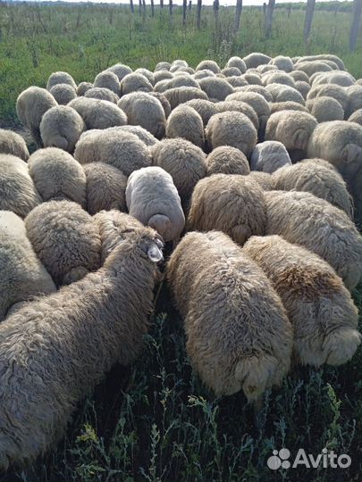 Овцы бараны