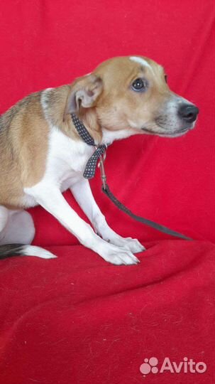 Собачки в добрые руки