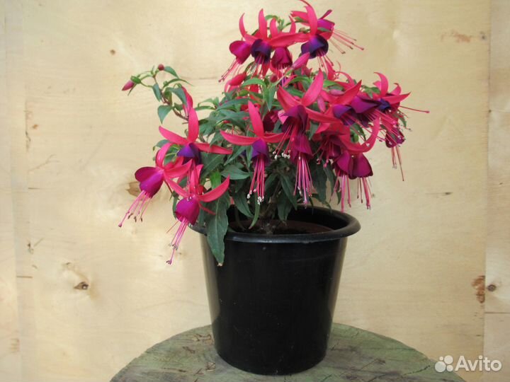 Карликовые фуксии